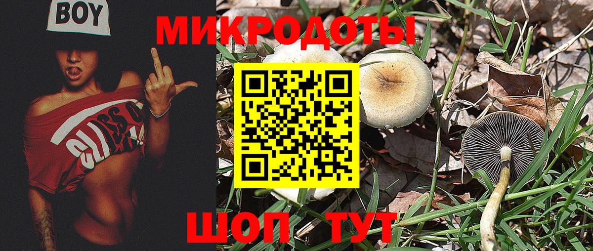 Галлюциногенные грибы Psilocybe Гусев